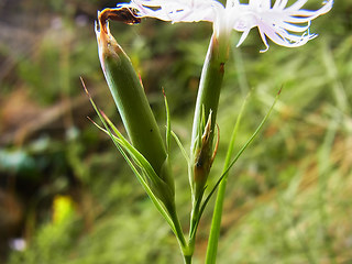 Dianthus monspessulanus