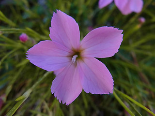 Dianthus sylvestris