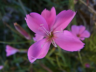 Dianthus sylvestris