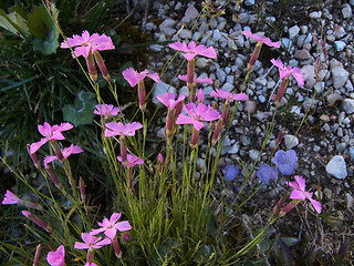 Dianthus sylvestris