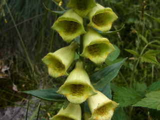 Digitalis grandiflora