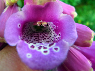 Digitalis purpurea