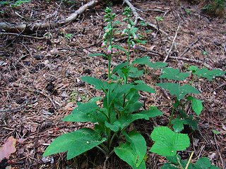 Digitalis purpurea