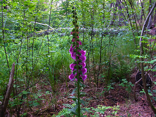 Digitalis purpurea