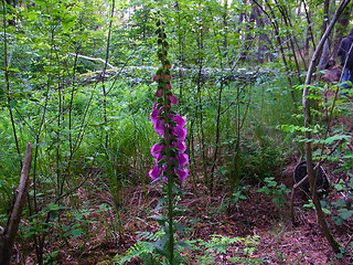 Digitalis purpurea