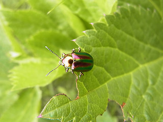 Diochrysa fastuosa