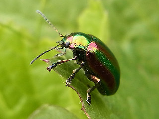 Diochrysa fastuosa