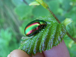 Diochrysa fastuosa