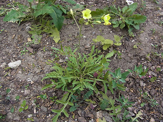 Diplotaxis tenuifolia