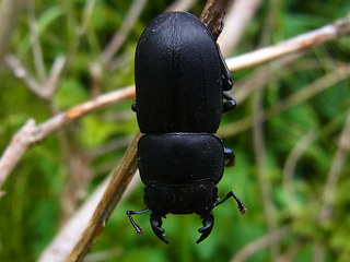 Dorcus  parallelipipedus