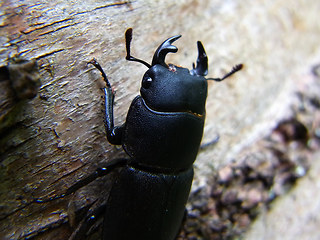 Dorcus  parallelipipedus