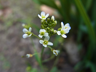 Draba praecox