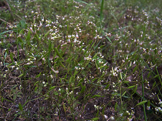 Draba praecox