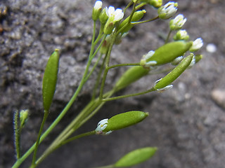 Draba praecox