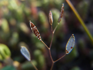 Draba praecox