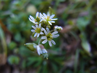 Draba verna