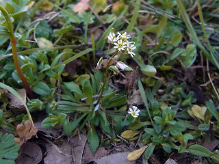 Draba verna