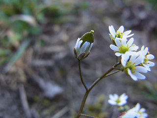 Draba verna