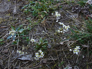 Draba verna