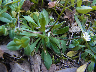 Draba verna