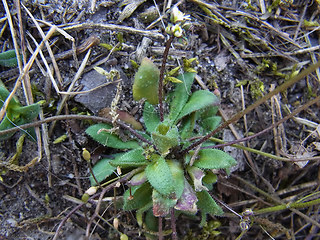 Draba verna