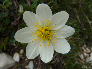 Dryas octopetala