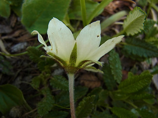 Dryas octopetala