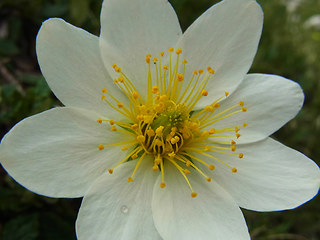 Dryas octopetala