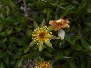 Dryas octopetala