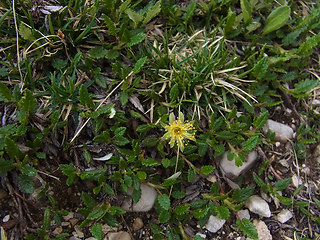 Dryas octopetala