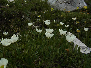 Dryas octopetala