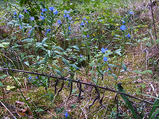 Echium vulgare