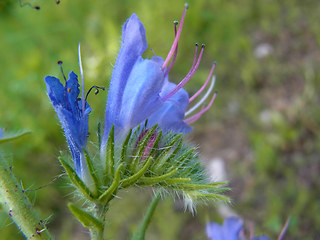 Echium vulgare