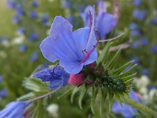 Echium vulgare