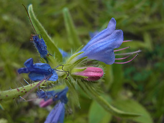 Echium vulgare