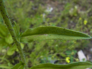 Echium vulgare