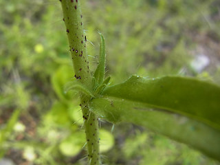 Echium vulgare