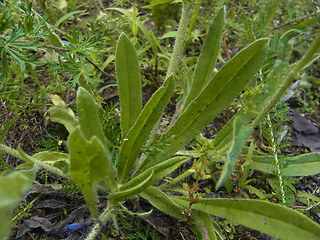 Echium vulgare