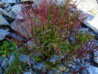 Epilobium anagallidifolium