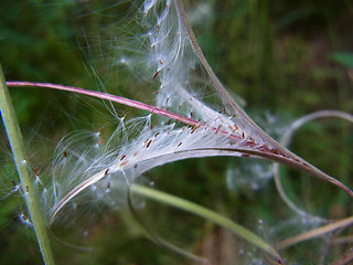 Epilobium angustifolium