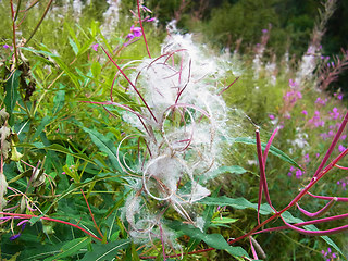 Epilobium angustifolium