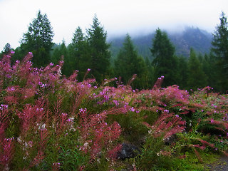 Epilobium angustifolium