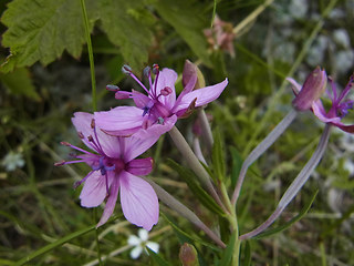 Epilobium fleischer