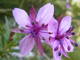 Epilobium fleischer