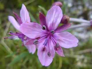 Epilobium fleischer