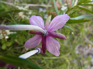 Epilobium fleischer