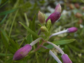 Epilobium fleischer