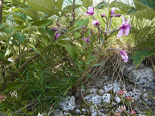 Epilobium fleischer