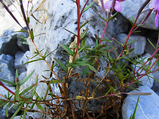 Epilobium fleischer