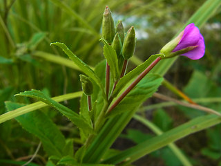 Epilobium hirsutum